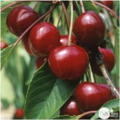 Cerisier Bigarreau Van : Demi Tige 2 Ans D'âge Ctr 15 Litres -Terre et Verdure 71296 004