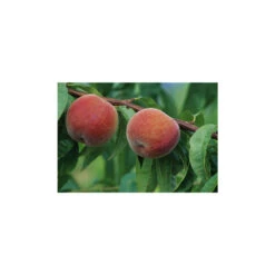 Pêcher à Chair Jaune JH Hale : Demi Tige 6/8 Cm 2 Ans D'âge Ctr 12L -Terre et Verdure 71318 001