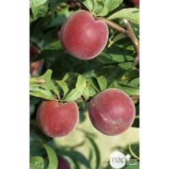 Pêcher à Chair Jaune JH Hale : Demi Tige 6/8 Cm 2 Ans D'âge Ctr 12L -Terre et Verdure 71318 002