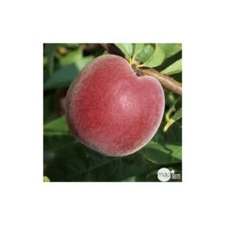 Pêcher à Chair Jaune JH Hale : Demi Tige 6/8 Cm 2 Ans D'âge Ctr 12L -Terre et Verdure 71318 003