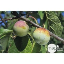 Prunier Reine Claude De Bavay : ½ Tige, 4-5 Ans, H 170-180 Cm -Terre et Verdure 71365 002