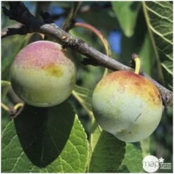 Prunier Reine Claude De Bavay : ½ Tige, 4-5 Ans, H 170-180 Cm -Terre et Verdure 71365 003