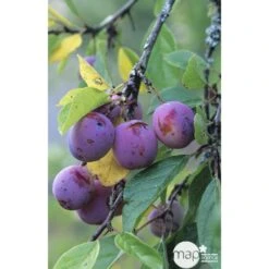 Prunier Reine Claude Violette Gobelet -Terre et Verdure 71372 002