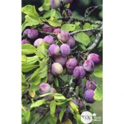 Prunier Reine Claude Violette Gobelet -Terre et Verdure 71372 003