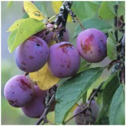 Prunier Reine Claude Violette Gobelet -Terre et Verdure 71372 004