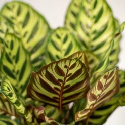 Calathea Makoyana Duo - Plantes D'intérieur -Terre et Verdure 721787bfd2200161