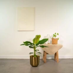 Bananier Nain Cavendish Et Son Cache-pot Doré - H90cm, ø21cm - Grande Plante D'intérieur 8 Bananier Nain Cavendish Et Son Cache-pot Doré - H90cm, ø21cm - Grande Plante D'intérieur -Terre et Verdure 7220804d4ef8e69a