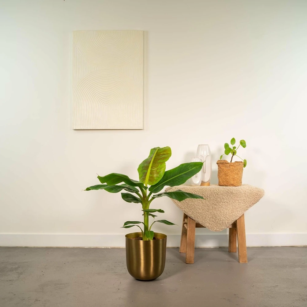Bananier Nain Cavendish Et Son Cache-pot Doré - H90cm, ø21cm - Grande Plante D'intérieur 4 Bananier Nain Cavendish Et Son Cache-pot Doré - H90cm, ø21cm - Grande Plante D'intérieur – Image 2