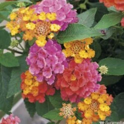 Lantana Camara : C5L -Terre et Verdure 724980 001