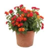 Lantana Camara : C5L -Terre et Verdure 724980 2115432