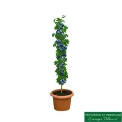 Devant -Terre et Verdure 729932 001