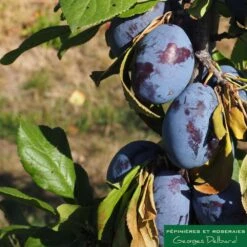 Prunier Colonnaire Toronto® -Terre et Verdure 729932 002