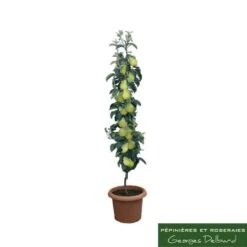 Poirier Colonnaire Londres® -Terre et Verdure 729934 001