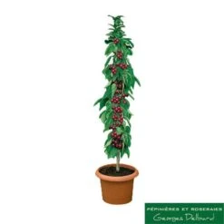 Cerisier Colonnaire Hong Kong® -Terre et Verdure 729935 001