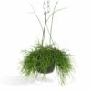 Rhipsalis Baccifera - H30cm, ø12cm - Plante D'intérieur Tombante -Terre et Verdure 7338a3f67f22cf38