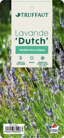 Lavande X Intermedia Dutch Lavander Pot 3L -Terre et Verdure 739237 003