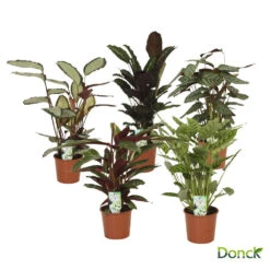 Calathea D17H65cm -Terre et Verdure 739759 002