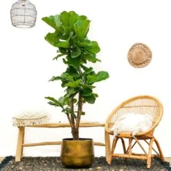 Ficus Lyrata Xxl - H160cm, ø30cm - Très Grande Plante D'intérieur 7 Ficus Lyrata Xxl - H160cm, ø30cm - Très Grande Plante D'intérieur -Terre et Verdure 74401ca0208fff45