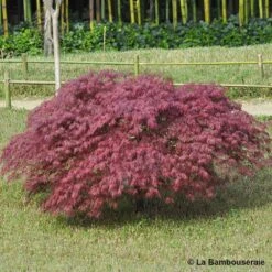 L'Acer Palmatum Dissectum Inaba Shidare : Pot 15L -Terre et Verdure 748214 001