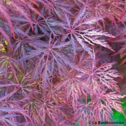 L'Acer Palmatum Dissectum Inaba Shidare : Pot 15L -Terre et Verdure 748214 002