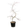 L'Acer Palmatum Dissectum Inaba Shidare : Pot 15L -Terre et Verdure 748214 2076232