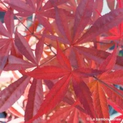 Acer Palmatum ‘Atrolineare’ C7L H.60/80cm -Terre et Verdure 748246 001