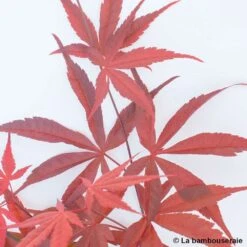 Acer Palmatum ‘Atrolineare’ C7L H.60/80cm -Terre et Verdure 748246 004