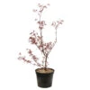Acer Palmatum ‘Atrolineare’ C7L H.60/80cm -Terre et Verdure 748246 2076256