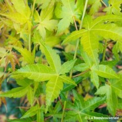Acer Palmatum Shirasawanum Aureum C7L H.60/80cm -Terre et Verdure 748251 001