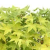Acer Palmatum Shirasawanum Aureum C7L H.60/80cm -Terre et Verdure 748251 2120238