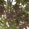 Acer Japonicum 'Palmatum Blood Good' C30L H.100/125cm -Terre et Verdure 748254 2120241