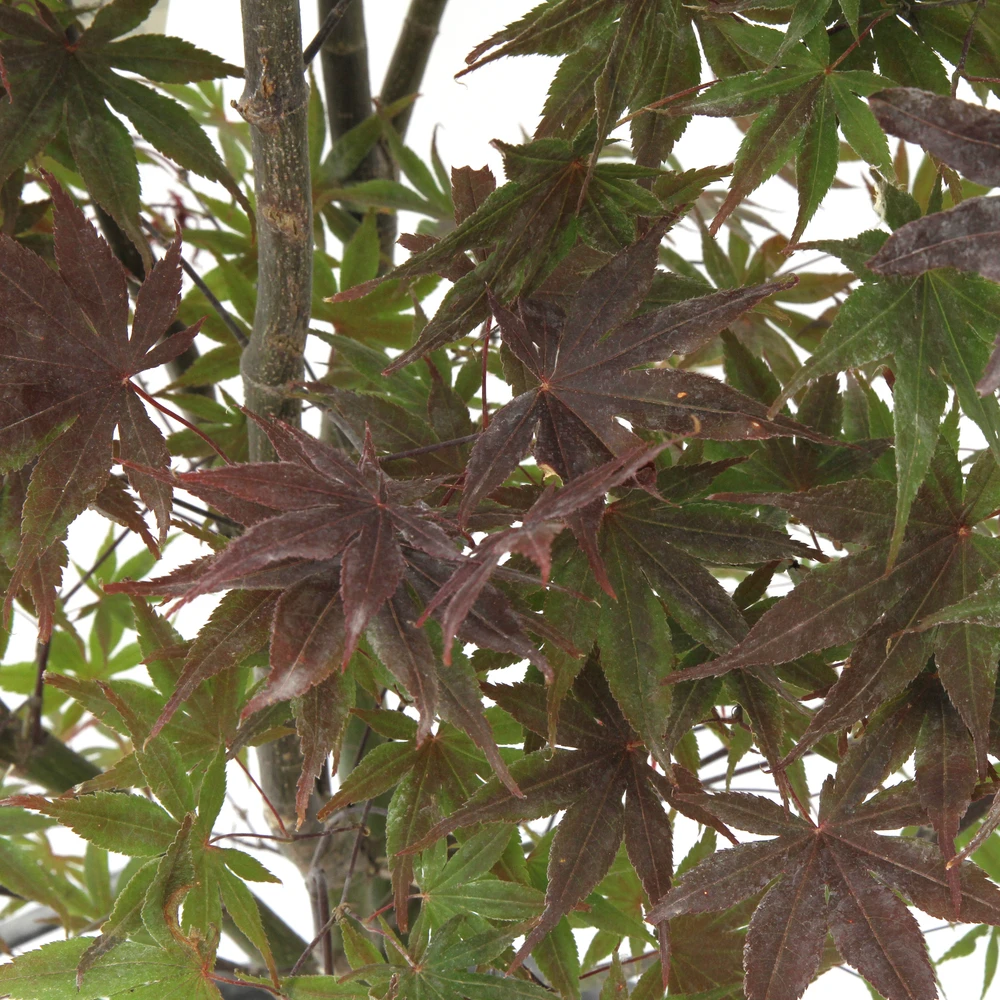 Acer Japonicum 'Palmatum Blood Good' C30L H.100/125cm 3 Acer Japonicum 'Palmatum Blood Good' C30L H.100/125cm