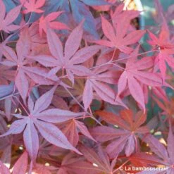 Acer Japonicum 'Palmatum Blood Good' C3L H.40/60cm -Terre et Verdure 748255 004
