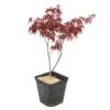 Acer Japonicum 'Palmatum Blood Good' C3L H.40/60cm -Terre et Verdure 748255 2076259