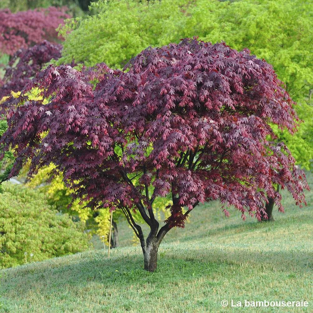 Acer Japonicum 'Palmatum Blood Good' C7L H.60/80cm 4 Acer Japonicum 'Palmatum Blood Good' C7L H.60/80cm – Image 2