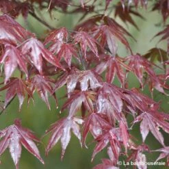 Acer Japonicum 'Palmatum Blood Good' C7L H.60/80cm 10 Acer Japonicum 'Palmatum Blood Good' C7L H.60/80cm -Terre et Verdure 748257 002