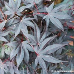 Acer Japonicum 'Palmatum Blood Good' C7L H.60/80cm 9 Acer Japonicum 'Palmatum Blood Good' C7L H.60/80cm -Terre et Verdure 748257 003