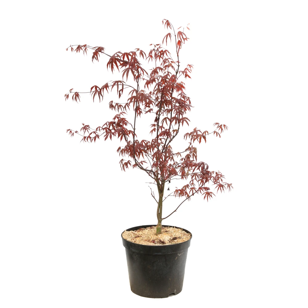 Acer Japonicum 'Palmatum Blood Good' C7L H.60/80cm 3 Acer Japonicum 'Palmatum Blood Good' C7L H.60/80cm