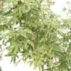 Acer Palmatum Butterfly : C3L H.40/60cm -Terre et Verdure 748259 2120244