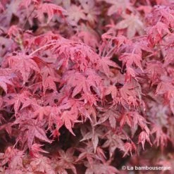 Acer Palmatum "Deshojo" C3L H.40/60cm 6 Acer Palmatum "Deshojo" C3L H.40/60cm -Terre et Verdure 748262 001