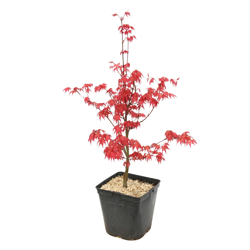 Acer Palmatum "Deshojo" C3L H.40/60cm 3 Acer Palmatum "Deshojo" C3L H.40/60cm