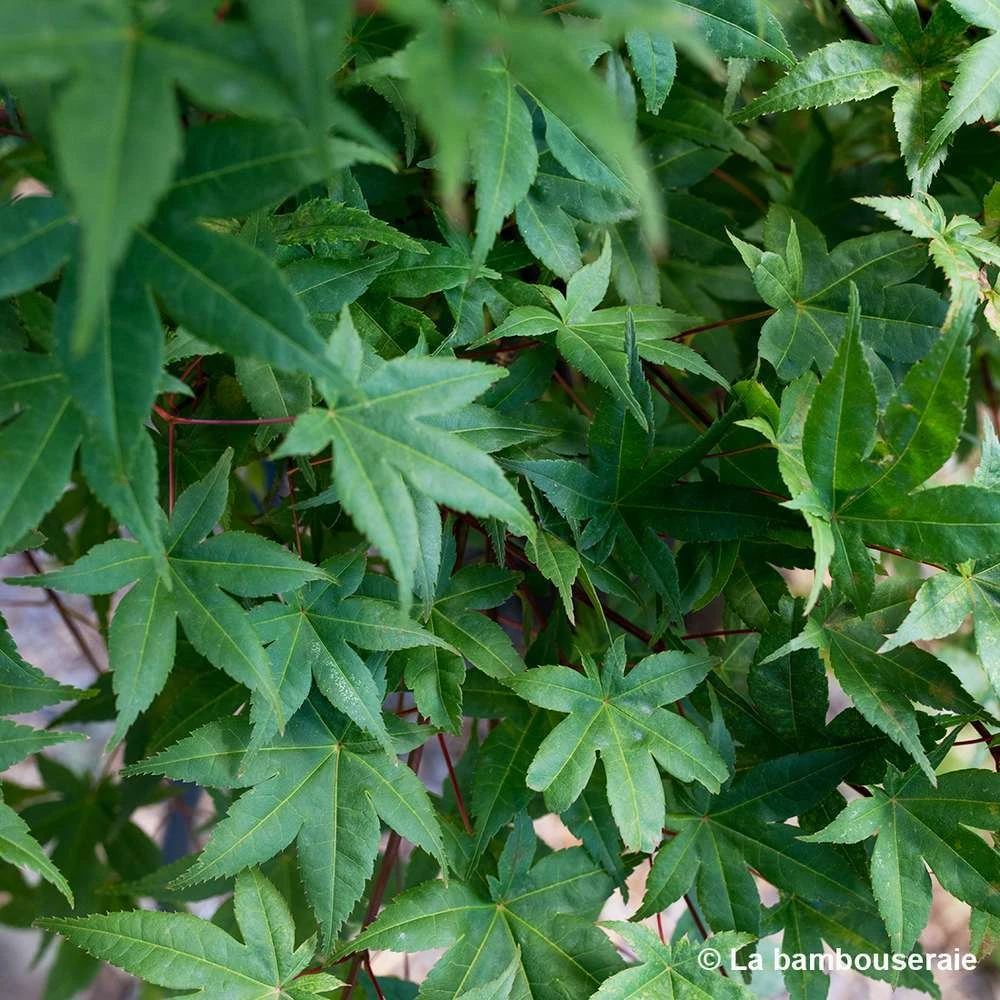 Acer Palmatum "Deshojo" C7L H.60/80cm 4 Acer Palmatum "Deshojo" C7L H.60/80cm – Image 2