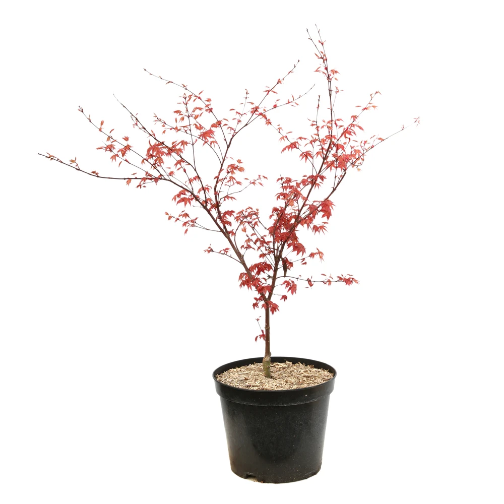 Acer Palmatum "Deshojo" C7L H.60/80cm 3 Acer Palmatum "Deshojo" C7L H.60/80cm