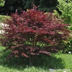 L'Acer Palmatum Fireglow : C3L H.40/60cm -Terre et Verdure 748268 001