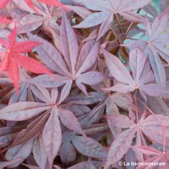 L'Acer Palmatum Fireglow : C3L H.40/60cm -Terre et Verdure 748268 002