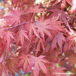 L'Acer Palmatum Fireglow : C3L H.40/60cm -Terre et Verdure 748268 003