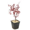 L'Acer Palmatum Fireglow : C3L H.40/60cm -Terre et Verdure 748268 2076271