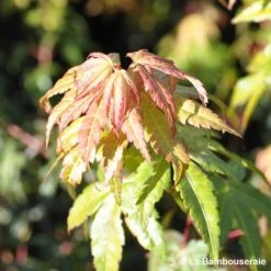Acer Palmatum Katsura : C7L H.60/80cm -Terre et Verdure 748269 001