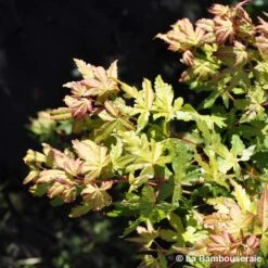 Acer Palmatum Katsura : C7L H.60/80cm -Terre et Verdure 748269 002