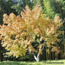 Acer Palmatum Katsura : C7L H.60/80cm -Terre et Verdure 748269 003
